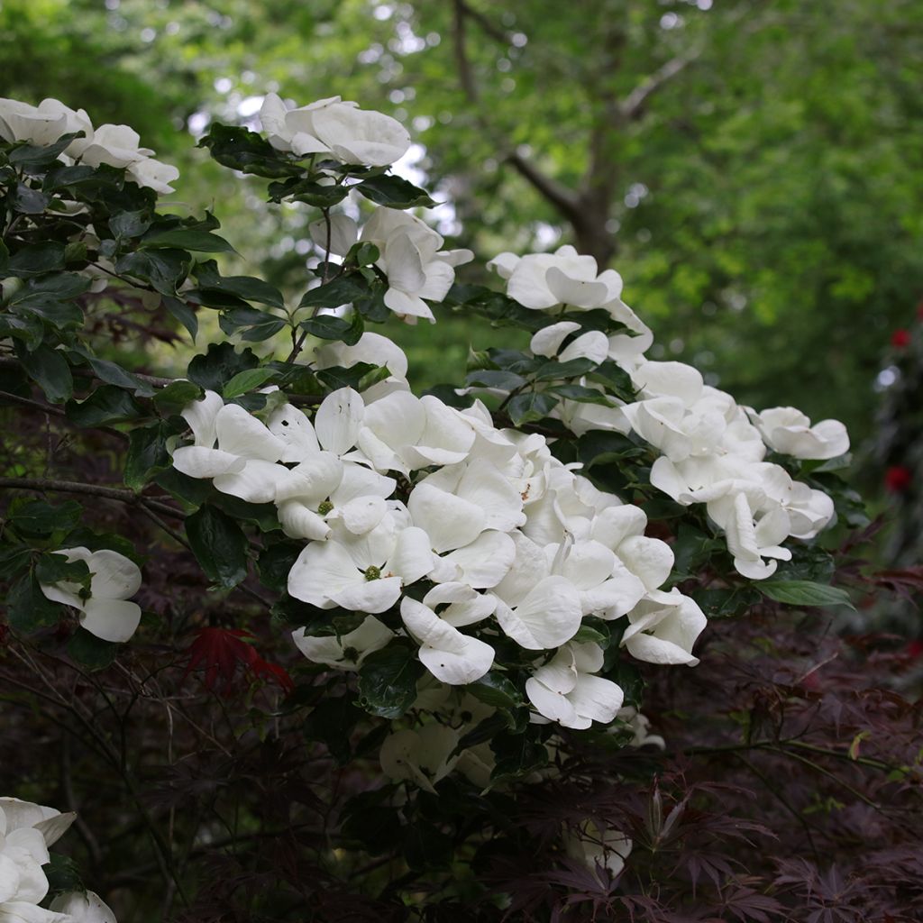 Cornus kousa Venus - Cornouiller du Japon blanc