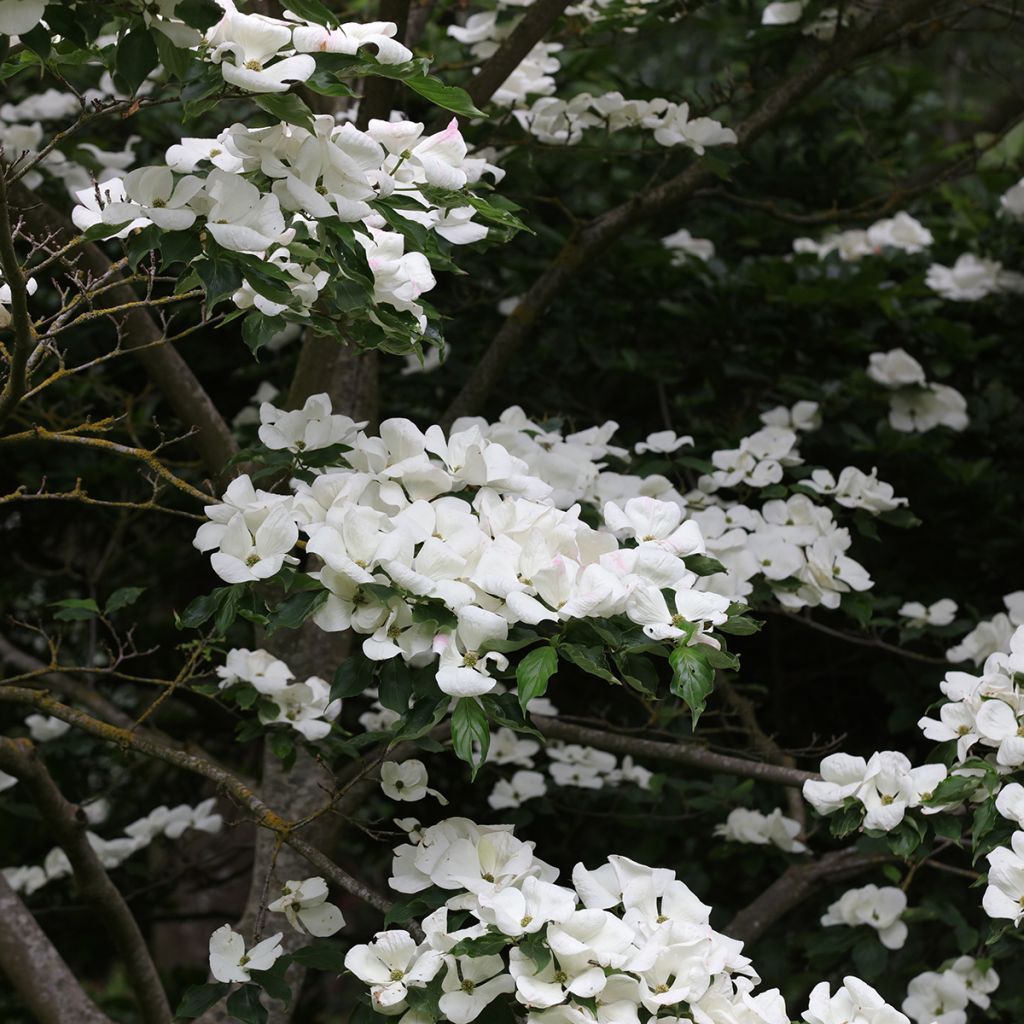 Cornus kousa Venus - Cornouiller du Japon blanc