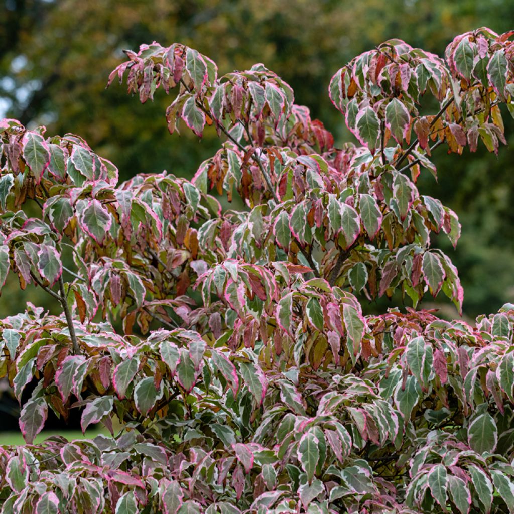 Cornus kousa Wolf Eyes - Cornouiller du Japon