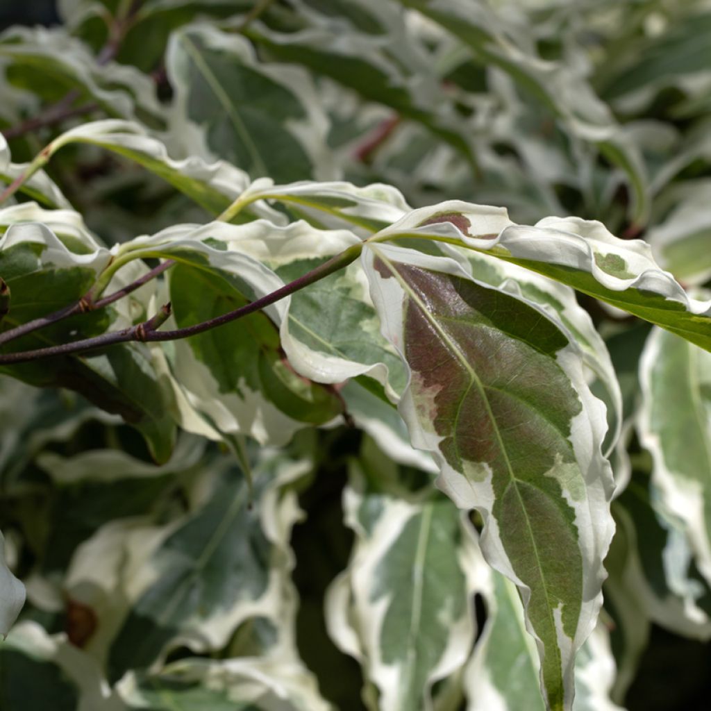 Cornus kousa Wolf Eyes - Cornouiller du Japon