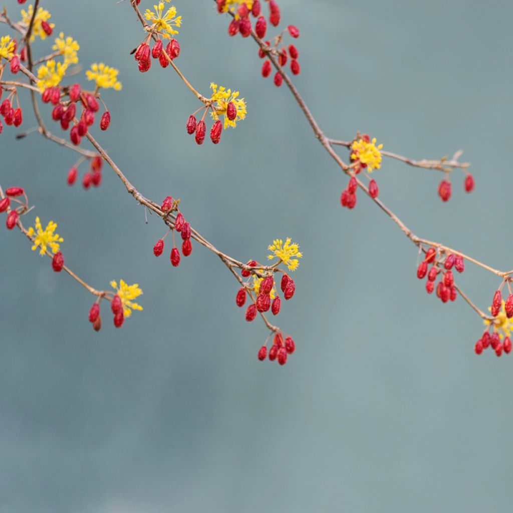 Cornus officinalis - Cornouiller officinal