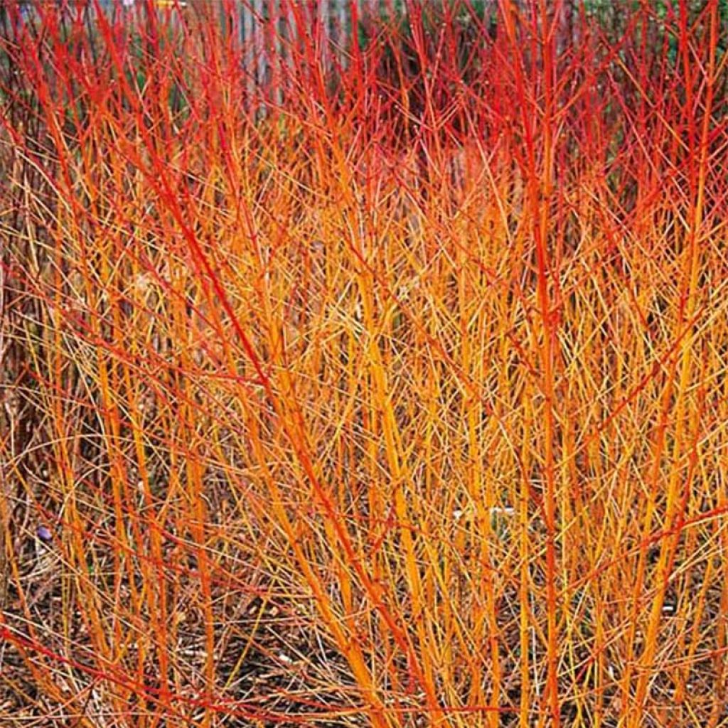 Cornus sanguinea Magic Flame - Cornouiller sanguin.