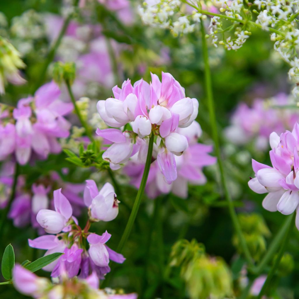 Coronilla varia - Coronille bigarrée ou changeante.