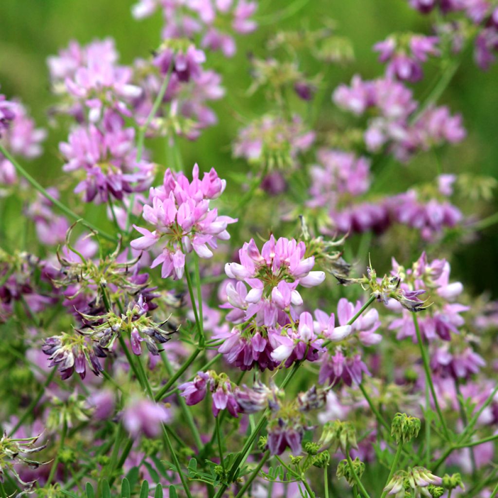 Coronilla varia - Coronille bigarrée ou changeante.