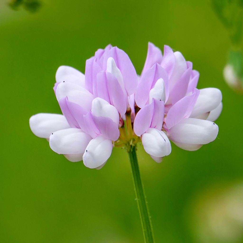 Coronilla varia - Coronille bigarrée ou changeante.