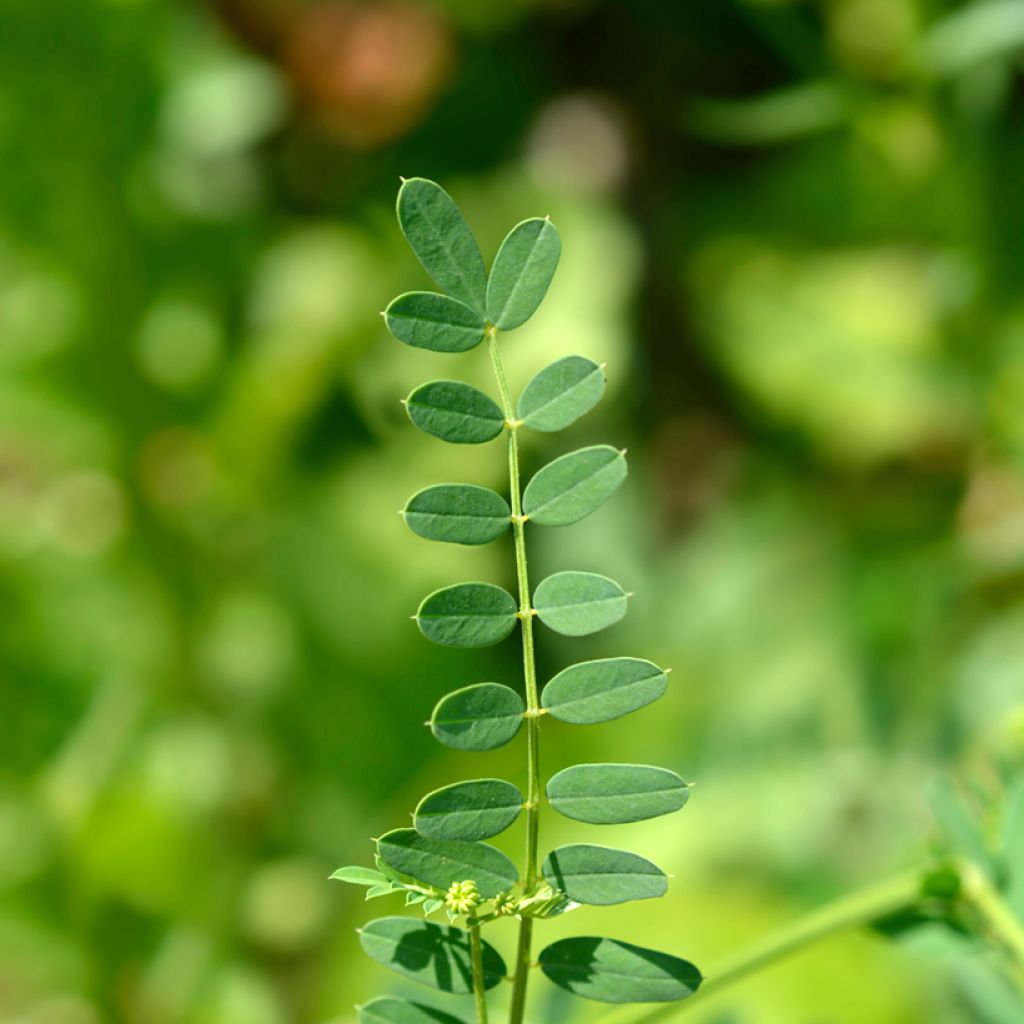Coronilla varia - Coronille bigarrée ou changeante.