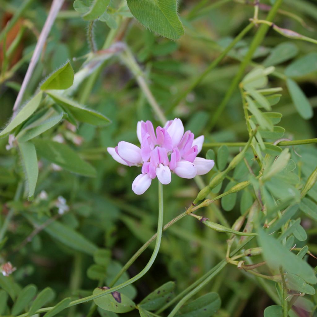 Coronilla varia - Coronille bigarrée ou changeante.