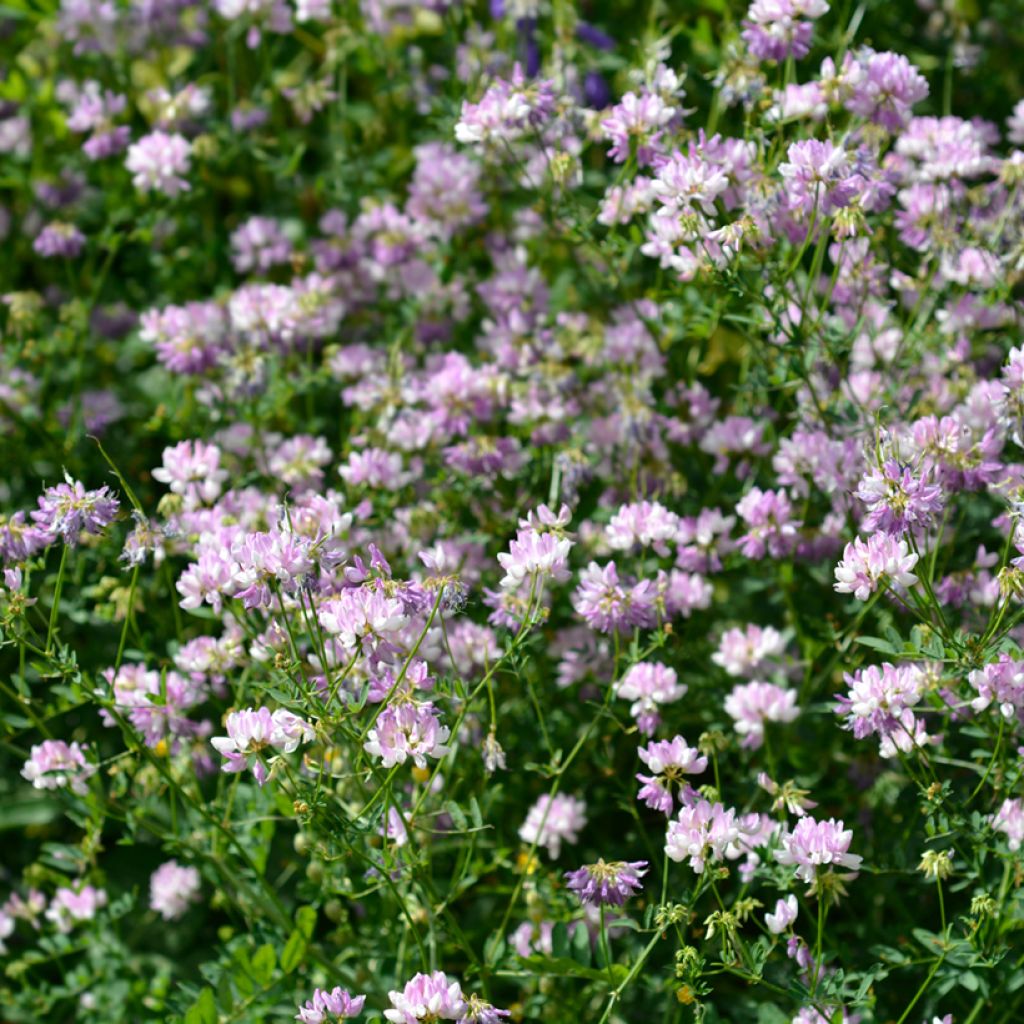 Coronilla varia - Coronille bigarrée ou changeante.