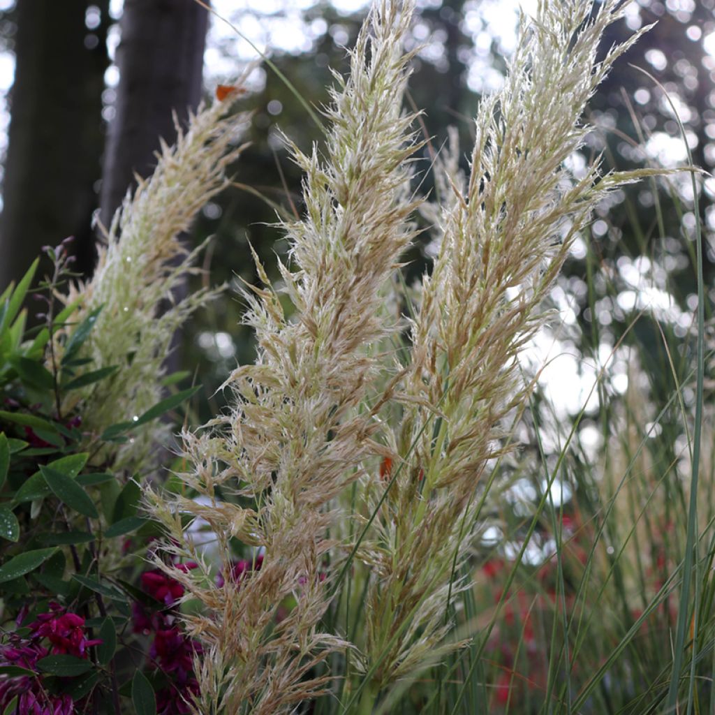 Cortaderia selloana Pumila - Herbe de la Pampa