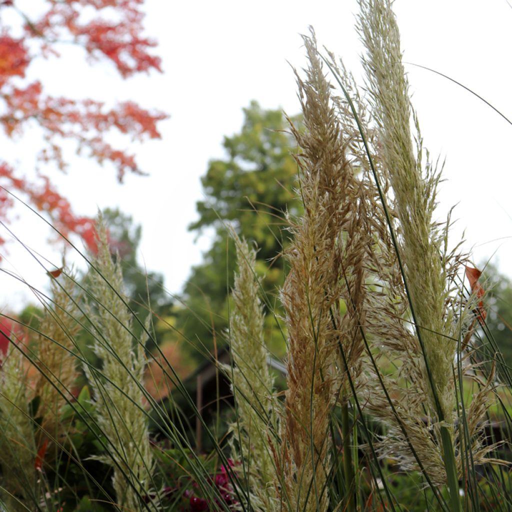 Cortaderia selloana Pumila - Herbe de la Pampa