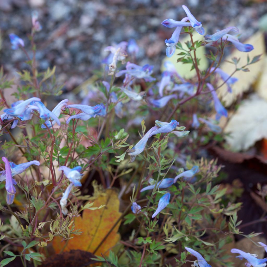 Corydale, Corydalis linstowiana, Fumeterre