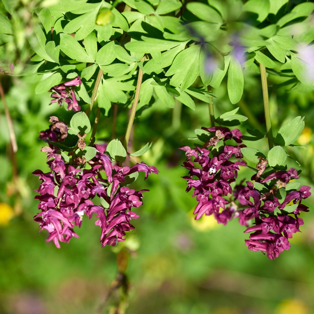 Corydalis solida Purple Bird - Corydale bulbeuse