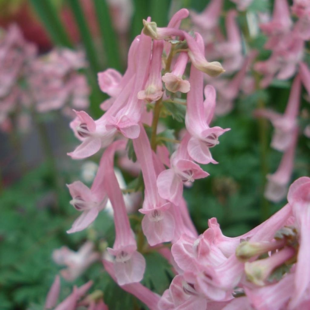 Corydalis solida Beth Evans