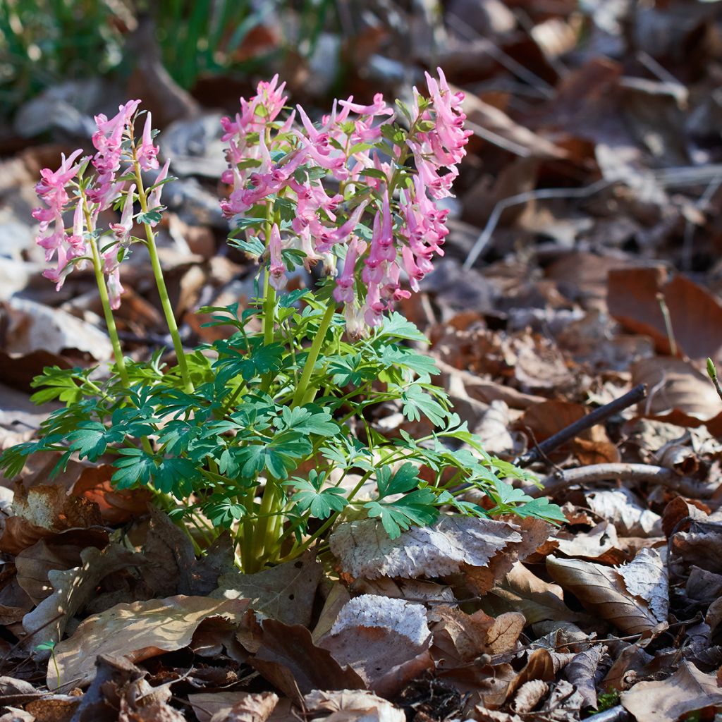 Corydalis bulbosa ou solida subsp. solida - Corydale