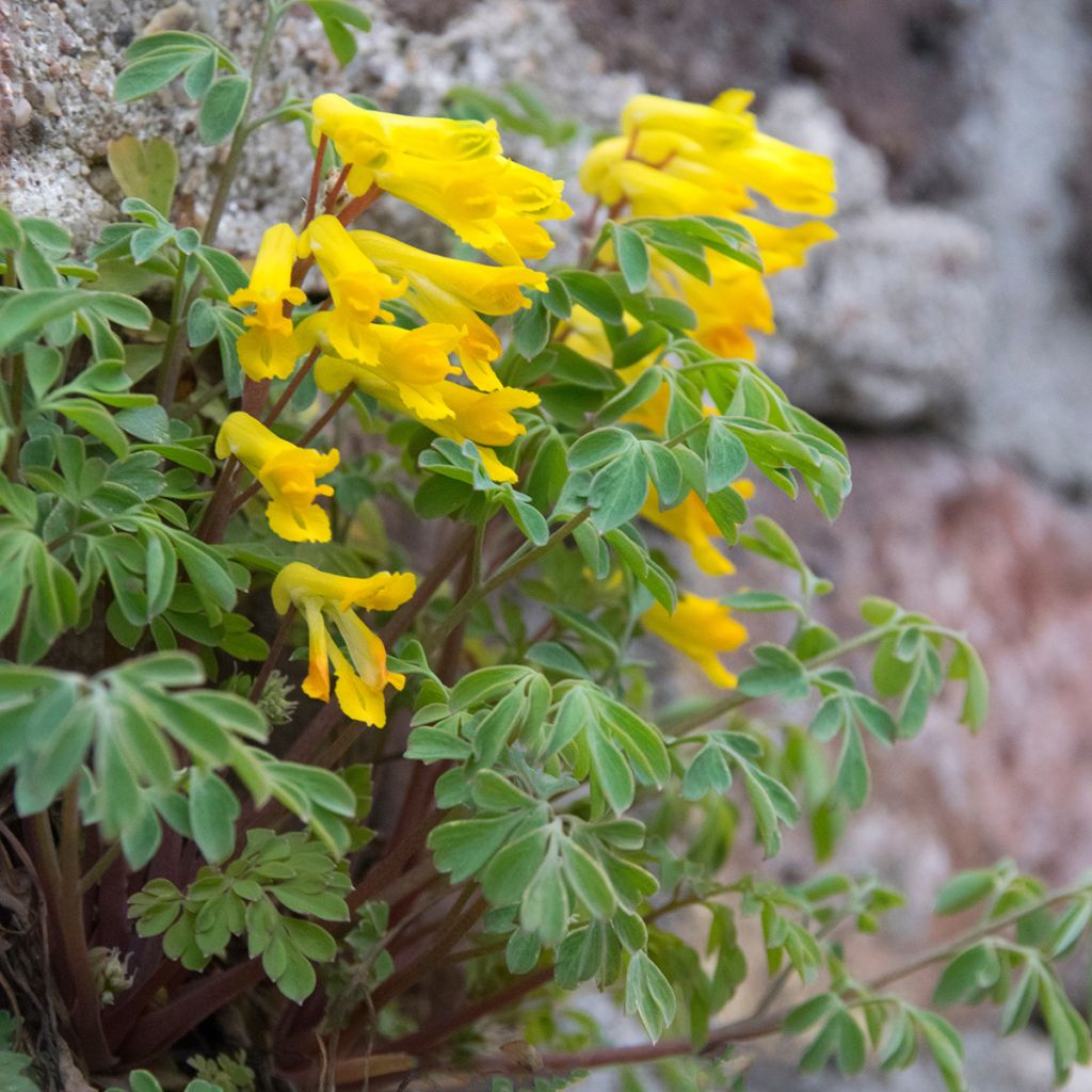 Corydalis lutea - Corydale jaune