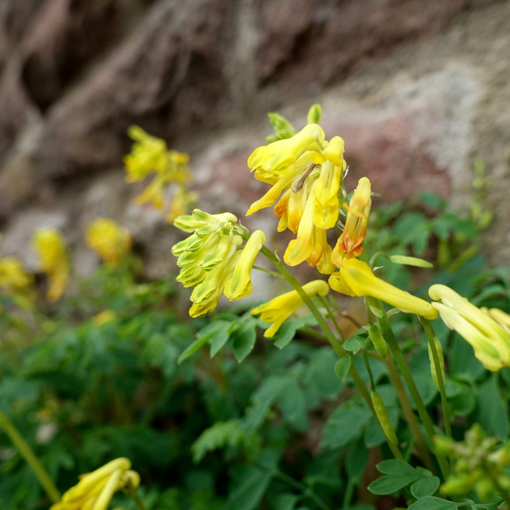 Corydalis lutea - Corydale jaune