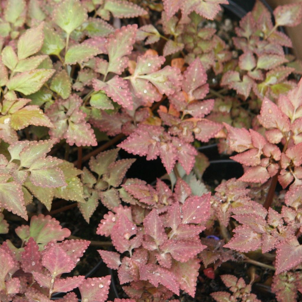 Corydale, Corydalis quantmeyeriana Chocolate Stars, Fumeterre