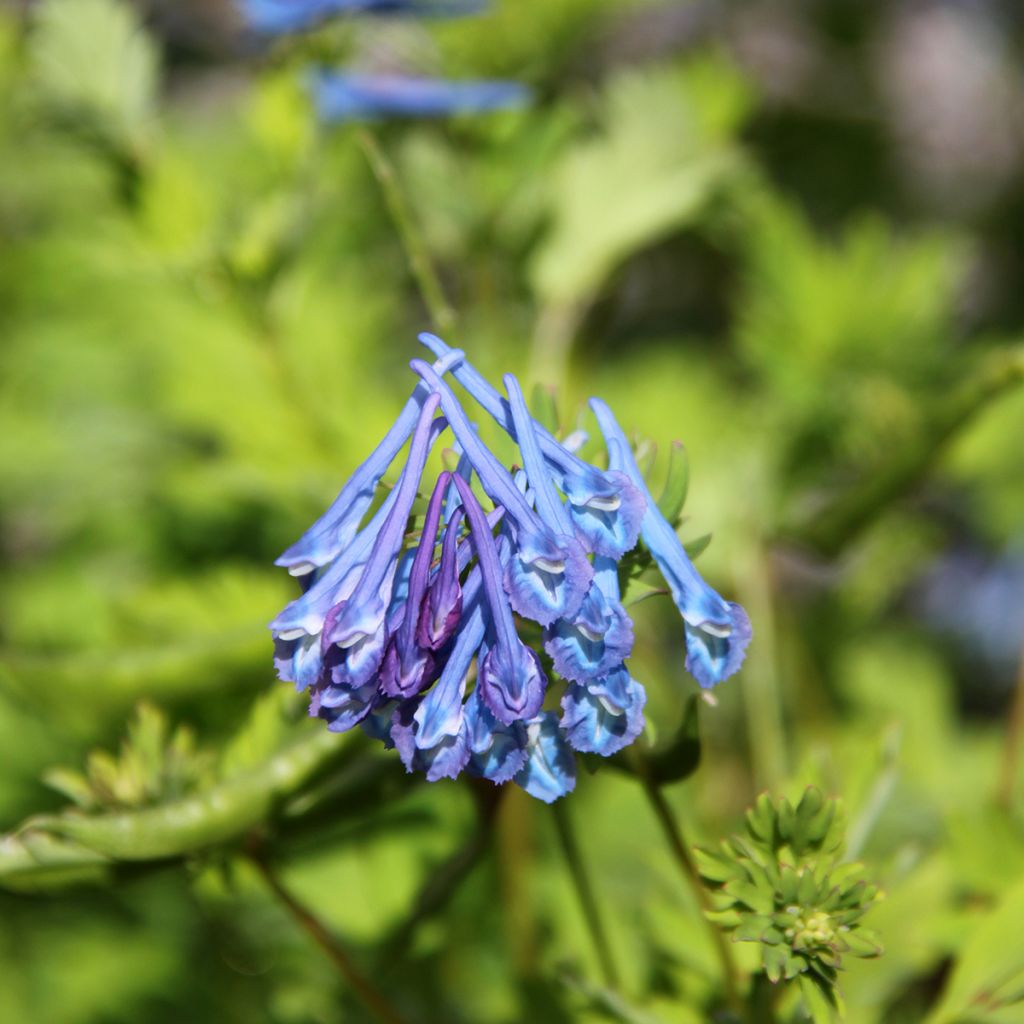 Corydalis elata Blue Summit - Corydale bleu