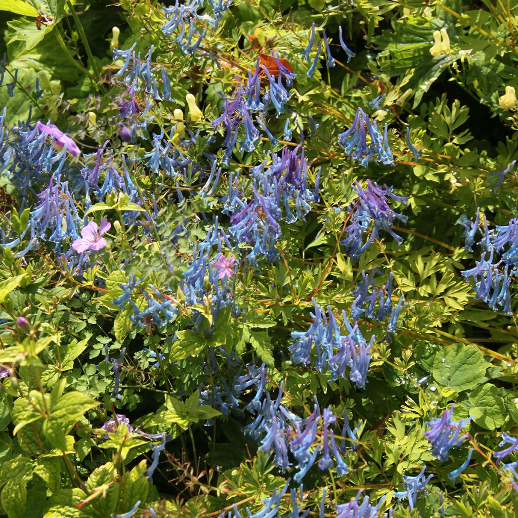 Corydalis elata Blue Summit - Corydale bleu
