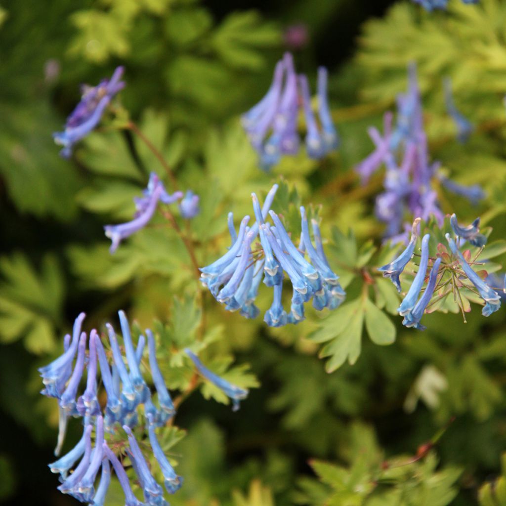 Corydalis elata Blue Summit - Corydale bleu