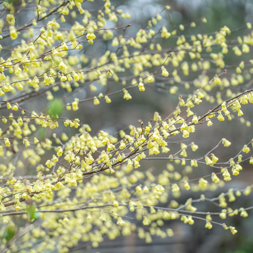 Corylopsis pauciflora - Faux noisetier