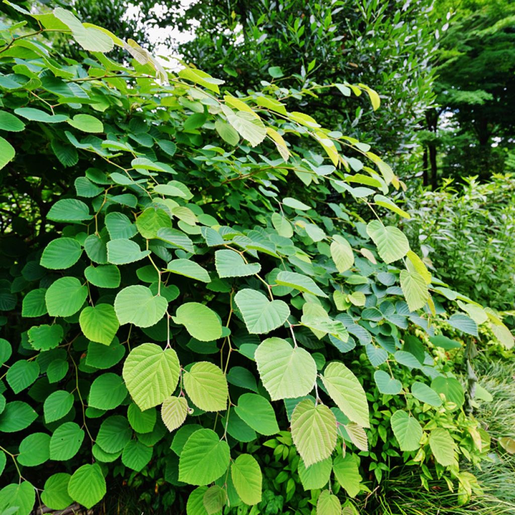 Corylopsis pauciflora - Faux noisetier