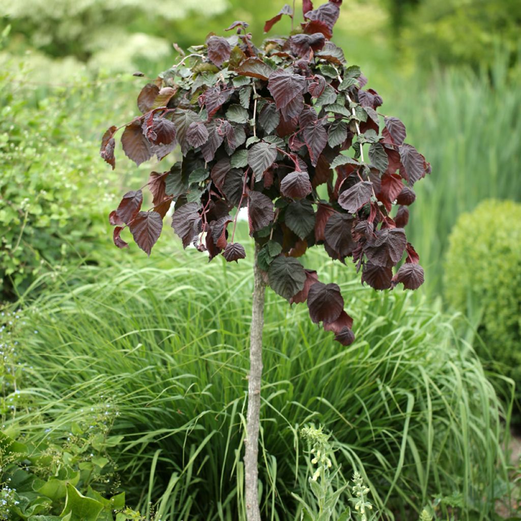 Noisetier Purple Umbrella - Corylus avellana
