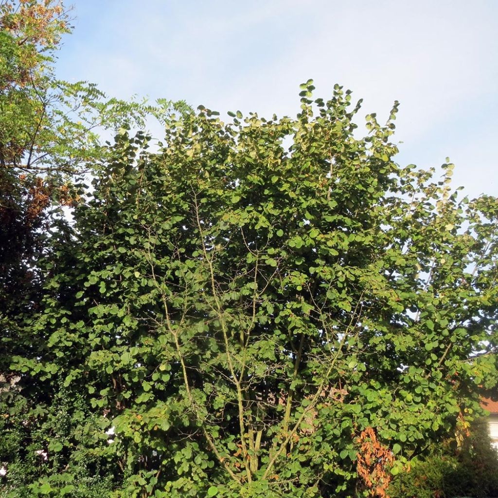 Corylus avellana Webbs Prize Cobb - Noisetier commun