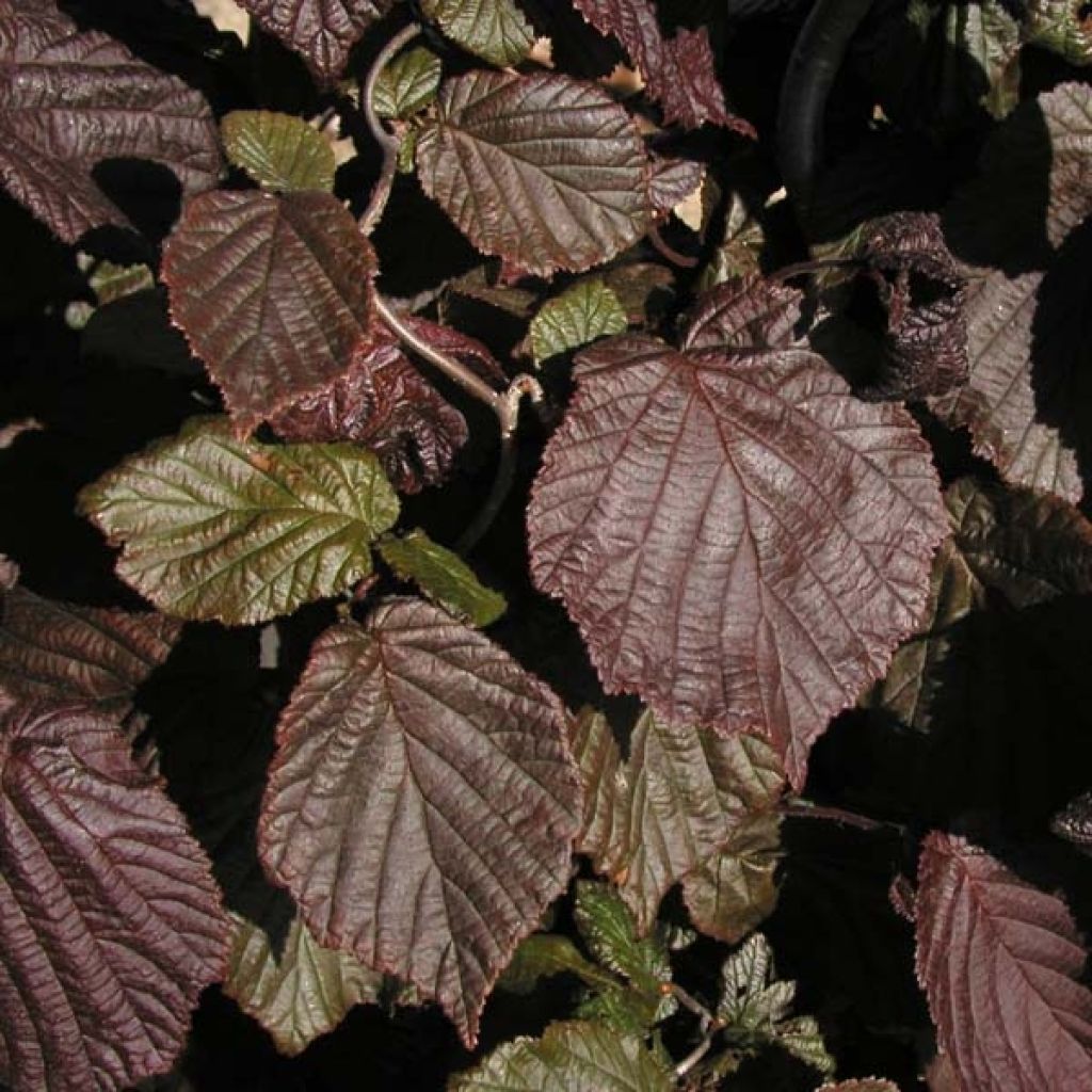 Noisetier tortueux pourpre - Corylus avellana Red Majestic
