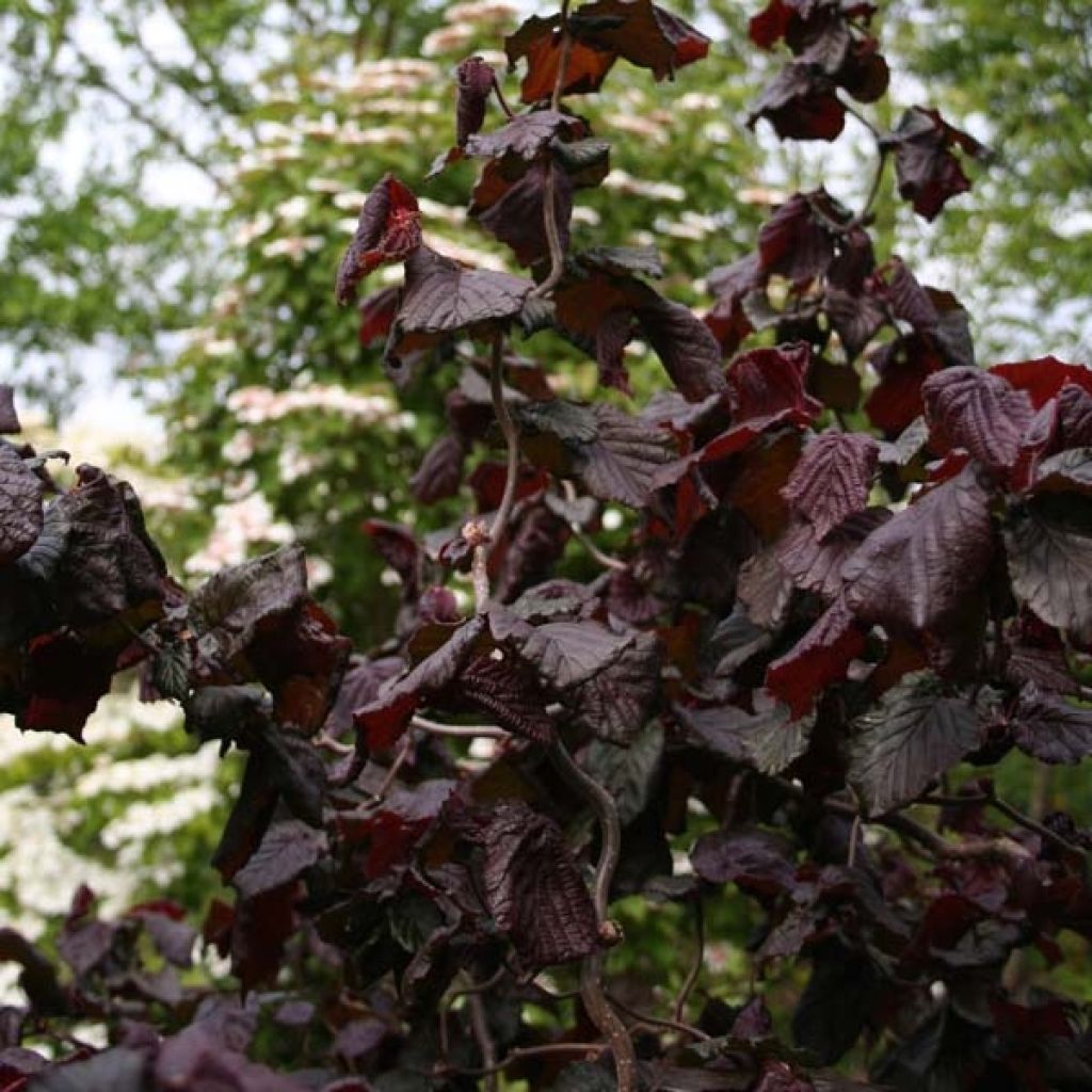Noisetier tortueux pourpre - Corylus avellana Red Majestic