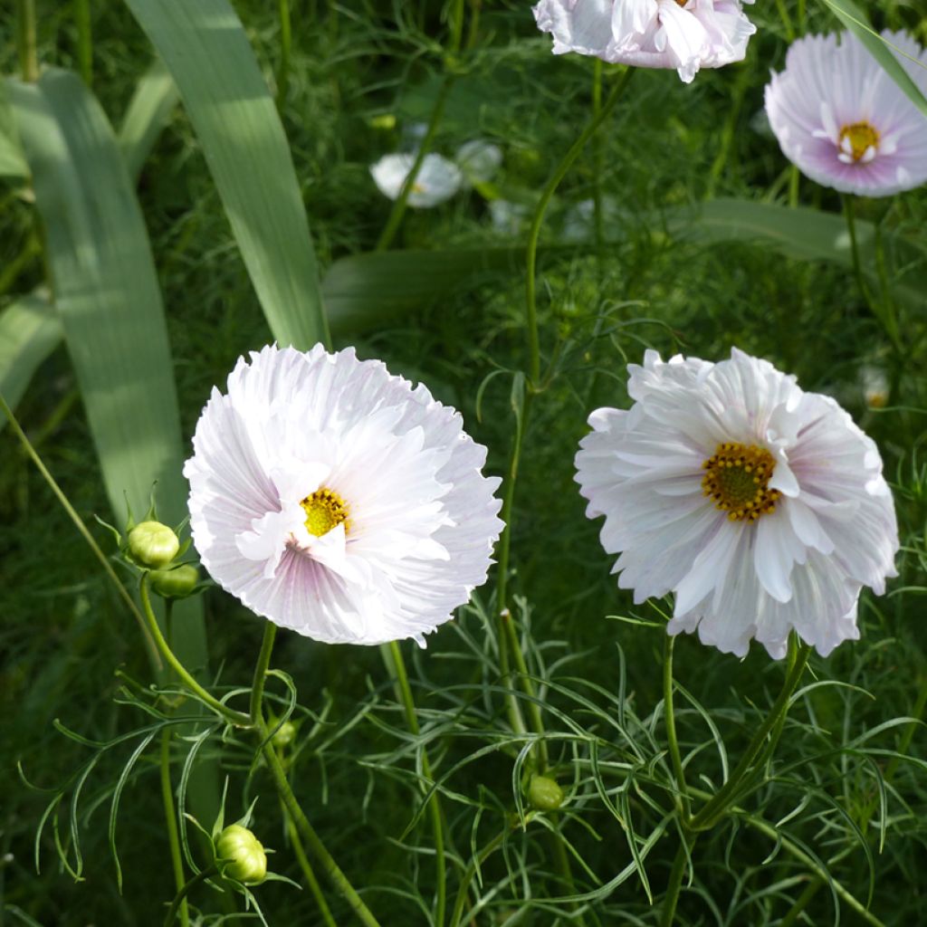 Graines de Cosmos Cupcakes - Cosmos bipinnatus
