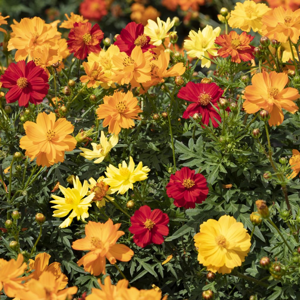 Graines de Cosmos Brightness Mixed - Cosmos sulphureus