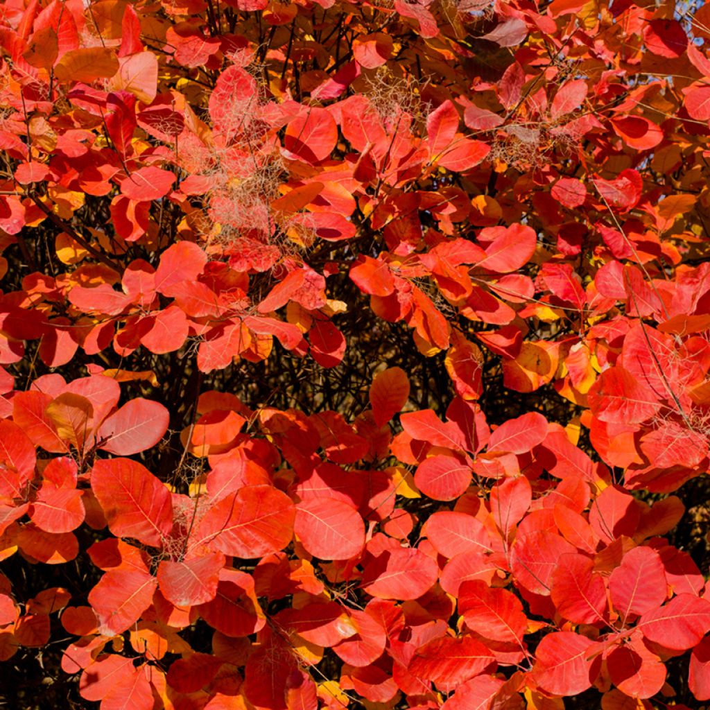 Cotinus Grace - Arbre à perruque