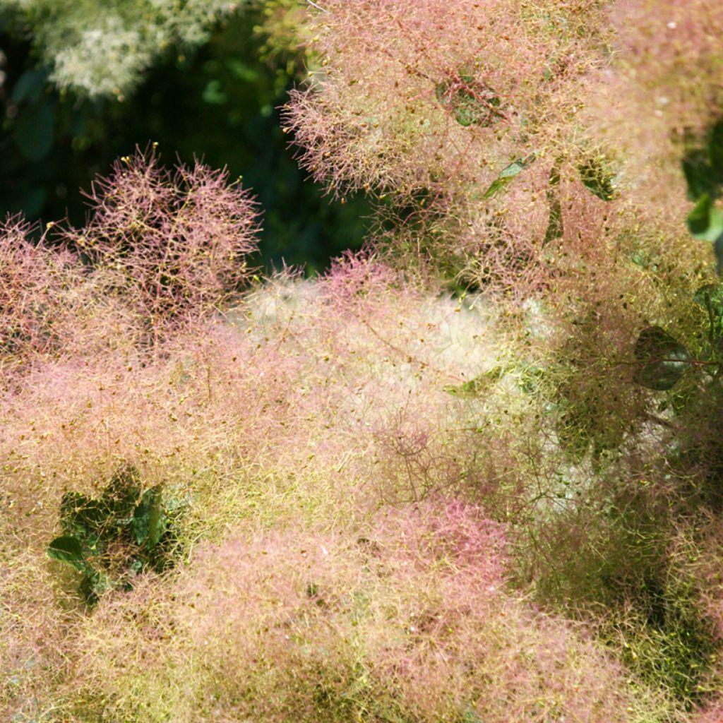 Cotinus coggygria - Arbre à Perruques