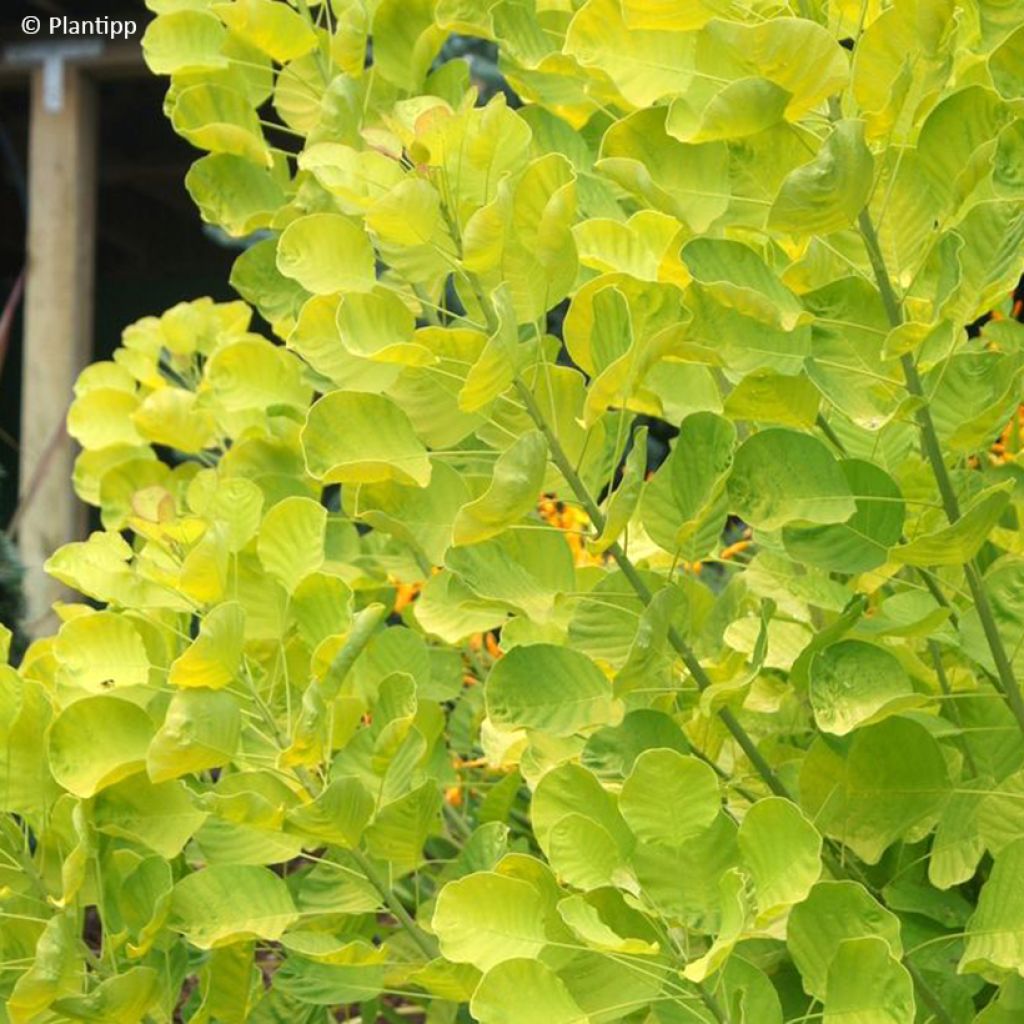 Cotinus coggygria Golden Spirit - Arbre à Perruques Doré