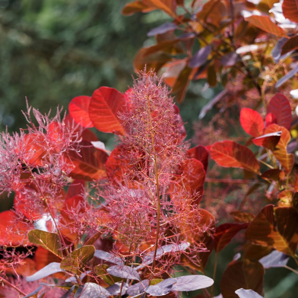 Cotinus coggygria Red Spirit - Arbre à perruque