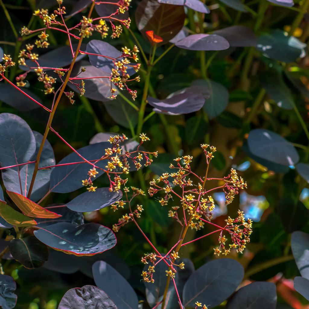Cotinus coggygria Royal Purple - Arbre à perruque 