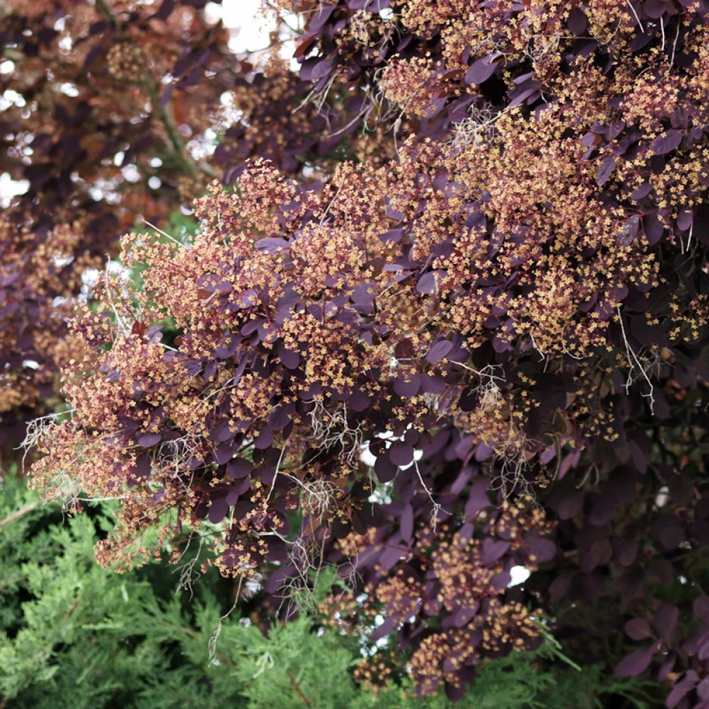 Cotinus coggygria Royal Purple - Arbre à perruque 