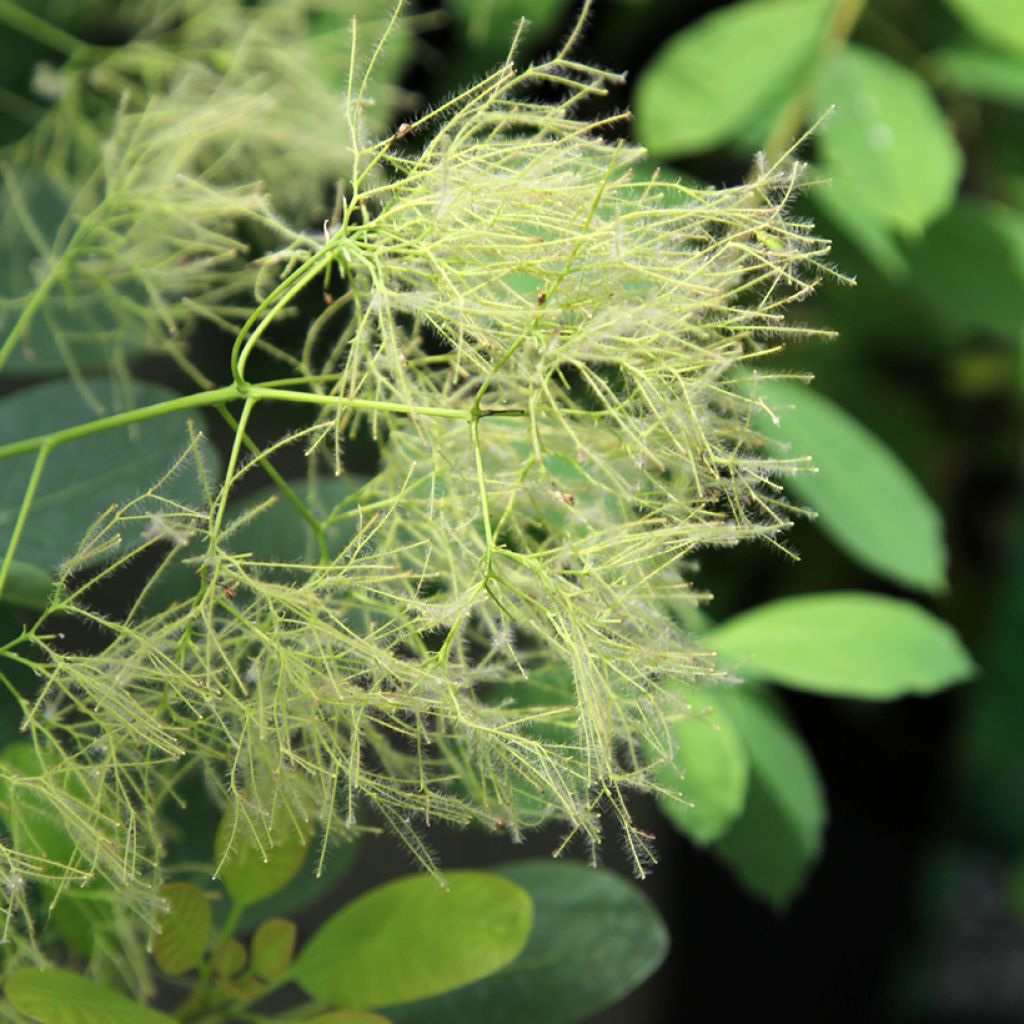 Cotinus coggygria Young Lady - Arbre à Perruque