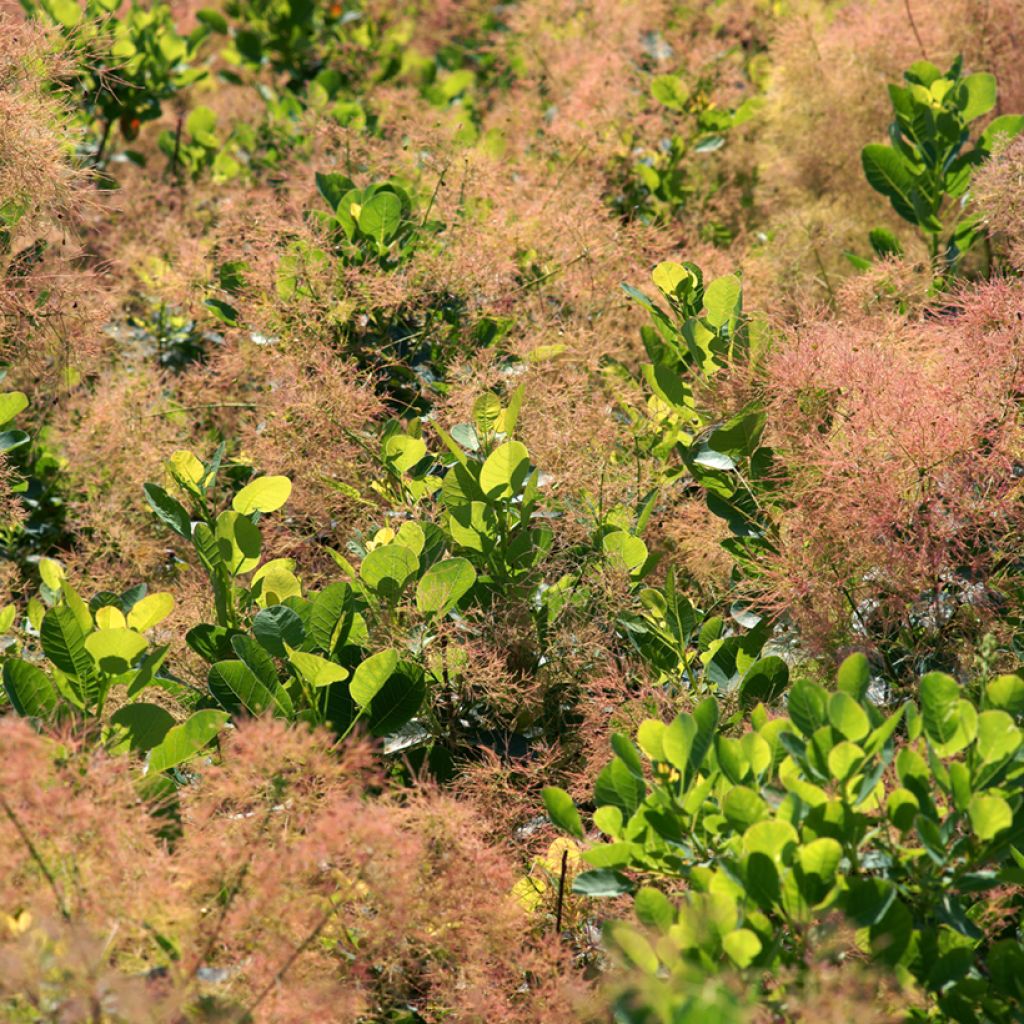 Cotinus coggygria Young Lady - Arbre à Perruque