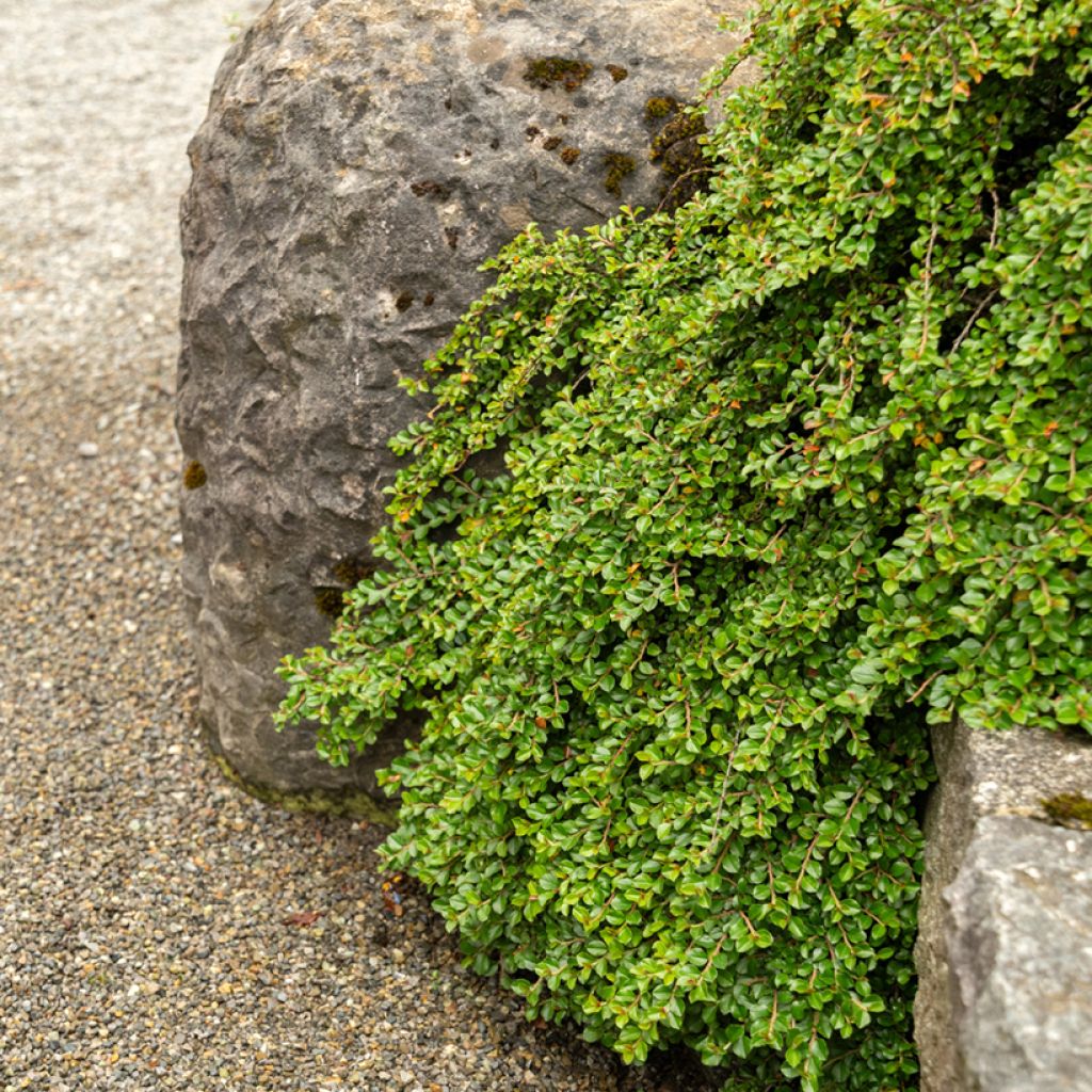 Cotoneaster adpressus - Cotonéaster rampant.