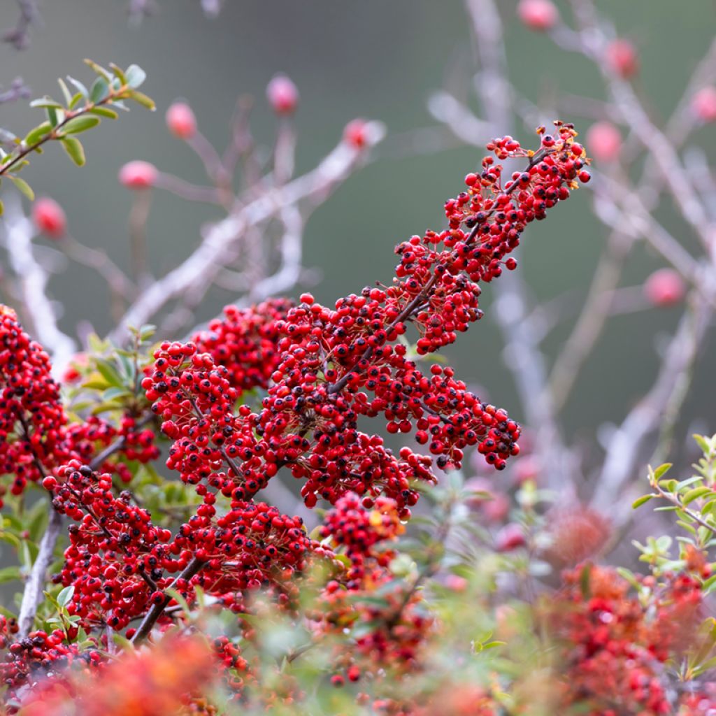 Cotoneaster dammeri - Cotoneaster de Dammer