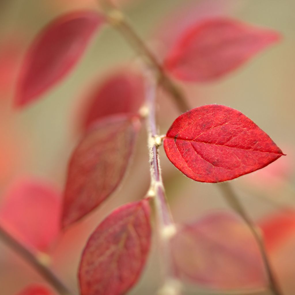 Cotoneaster dammeri - Cotoneaster de Dammer