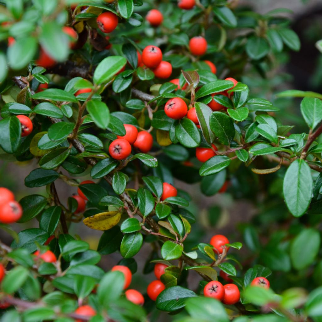 Cotoneaster dammeri - Cotoneaster de Dammer