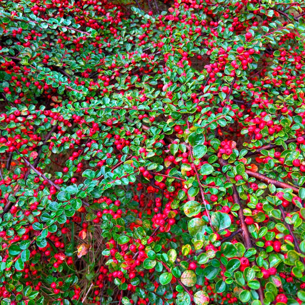 Cotoneaster dammeri - Cotoneaster de Dammer