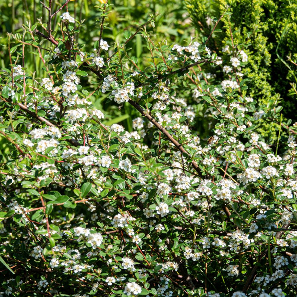 Cotoneaster dammeri Major