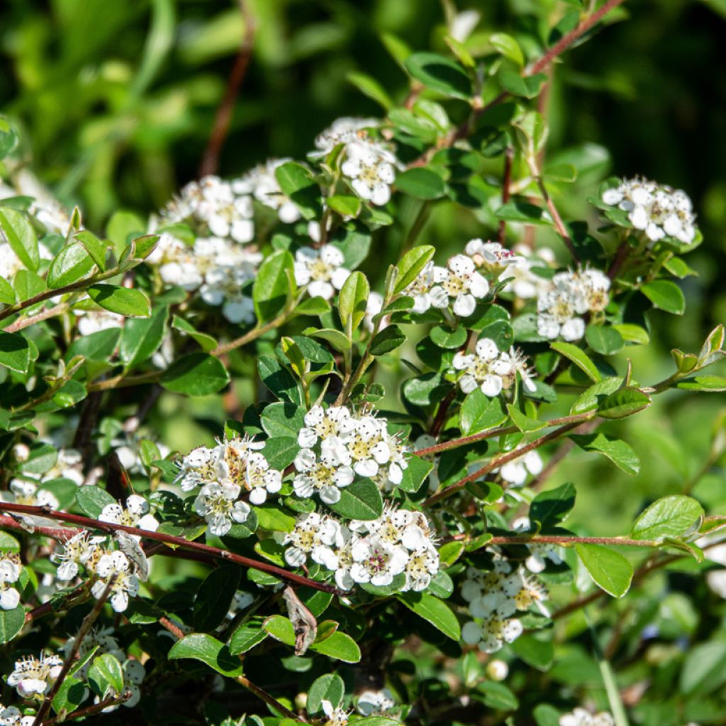 Cotoneaster dammeri Major