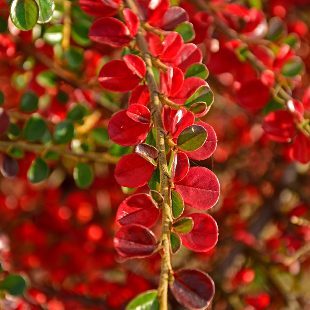 Cotoneaster horizontalis - Cotonéaster rampant