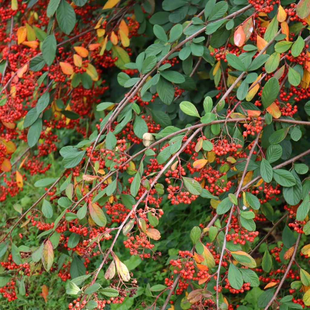Cotoneaster lacteus - Cotonéaster laiteux
