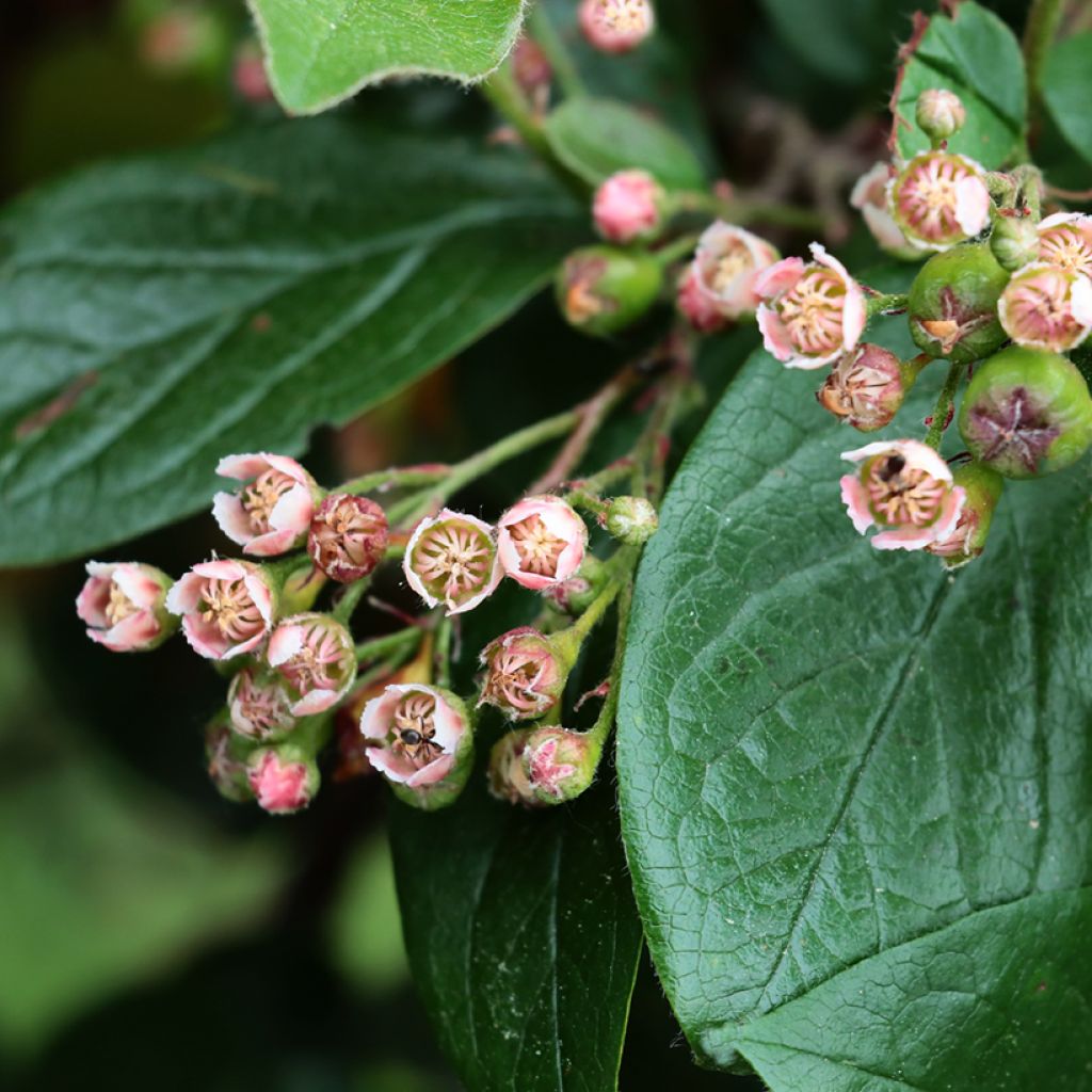 Cotoneaster lucidus 